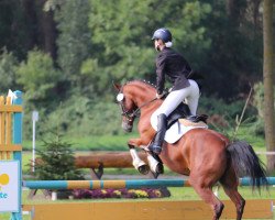 dressage horse Maydance YS (German Riding Pony, 2012, from Mayday YS)