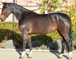 jumper O Music (Belgian Warmblood, 2014, from Diamant de Semilly)