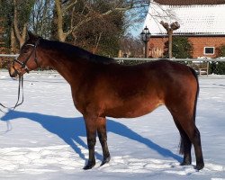 broodmare Stella (German Riding Pony, 2004, from Kennedy WE)