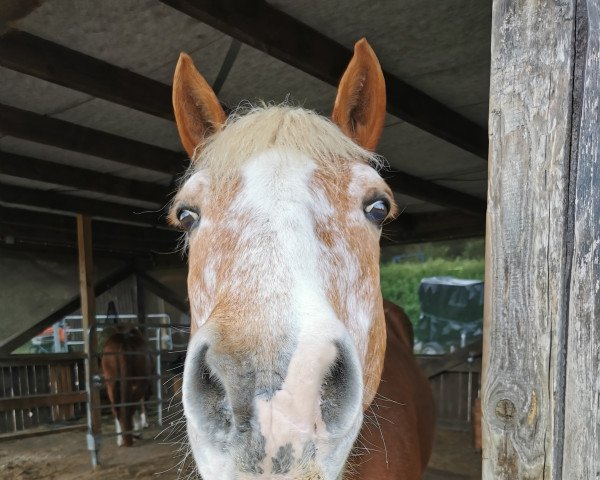 horse Aljoscha (Haflinger, 1994, from Narras)