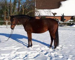 broodmare Cheyenne (Oldenburg, 2012, from Florencio I)