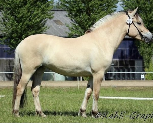 broodmare Qille Skellerød (Fjord Horse, 2014, from Trollfin)