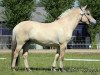 broodmare Qille Skellerød (Fjord Horse, 2014, from Trollfin)