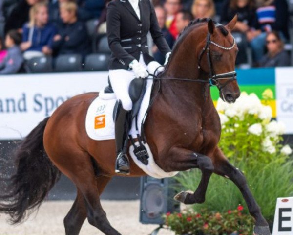 stallion Johnny Depp (Royal Warmblood Studbook of the Netherlands (KWPN), 2014, from Bordeaux 28)