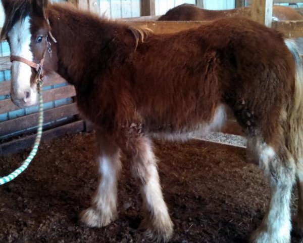 horse Valentine's Max A Million (Clydesdale, 2014, from Maple Stone Royal Benedictine)