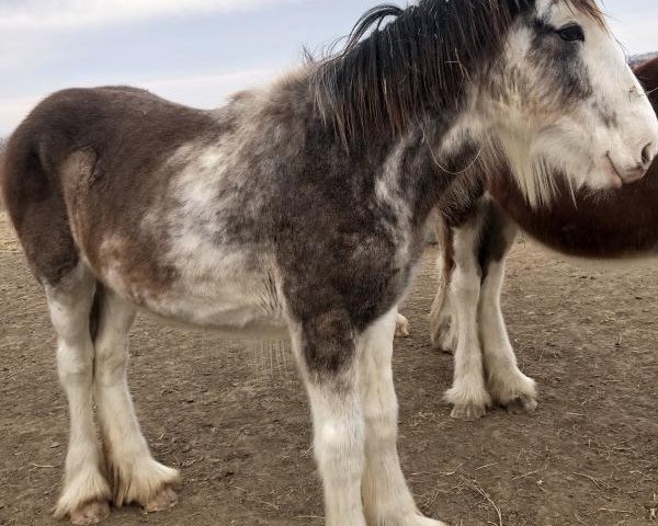 horse Unlimited Winter (Clydesdale, 2019, from H.M.H. Rockin Bentley)