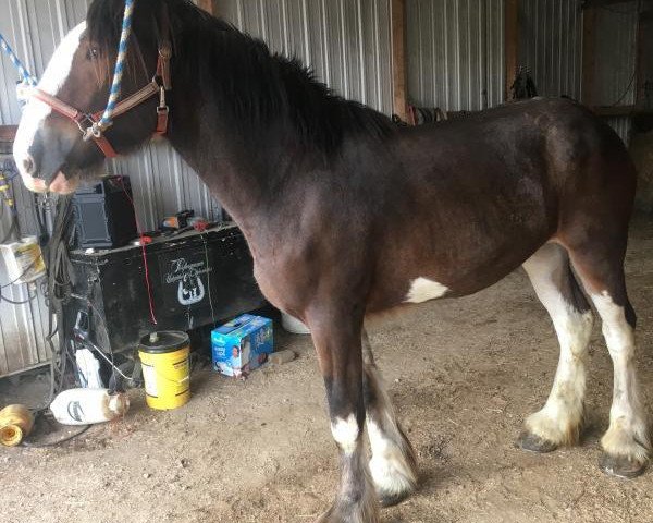 horse Unlimited Summer (Clydesdale, 2017, from H.M.H. Rockin Bentley)