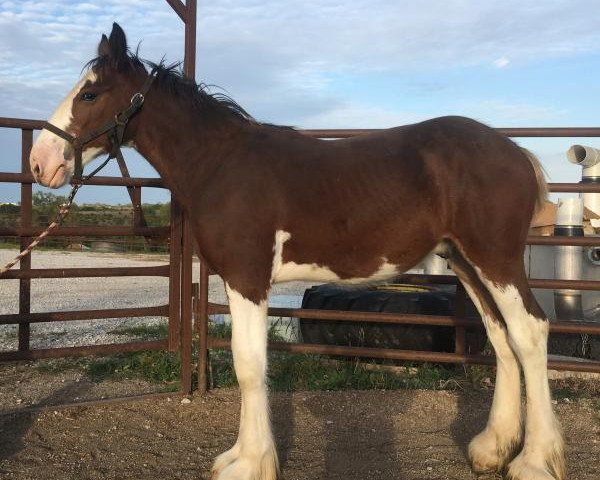 horse Unlimited Royal Flush (Clydesdale, 2018, from H.M.H. Rockin Bentley)