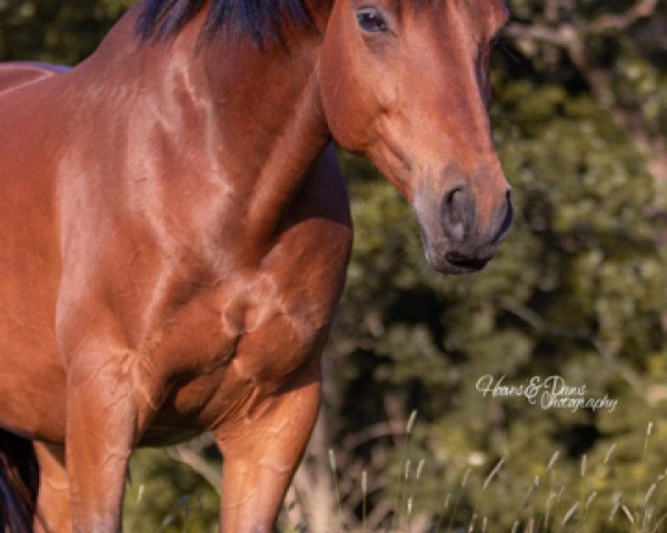 horse Manny (Trakehner, 2012, from Münchhausen)