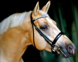 stallion Don Fascination (Belgium Sporthorse, 2009, from Don Laurie II)