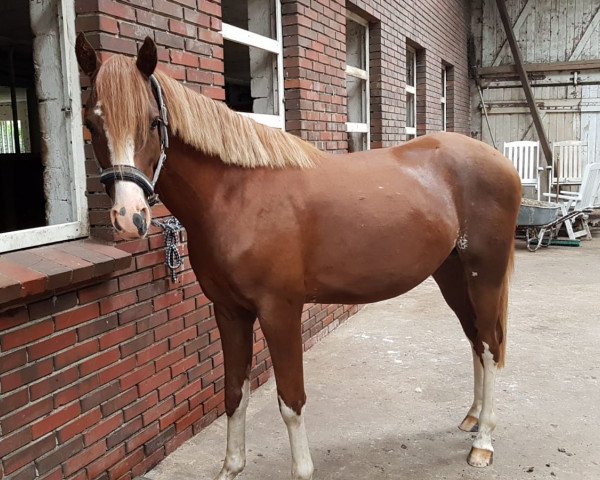 horse Saschevo GM (German Riding Pony, 2018, from Jonker's Socrates)