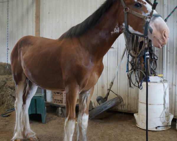 Pferd Unlimited Lucky Lady (Clydesdale, 2018, von H.M.H. Rockin Bentley)