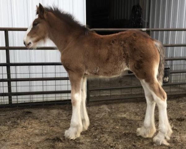 horse Unlimited Legend (Clydesdale, 2019, from H.M.H. Rockin Bentley)