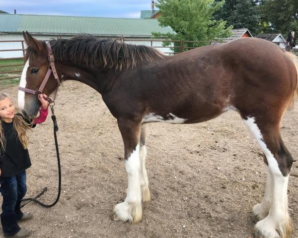 horse Unlimited Fancy (Clydesdale, 2018, from H.M.H. Rockin Bentley)