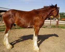 horse Unlimited Dynamite (Clydesdale, 2016, from H.M.H. Rockin Bentley)