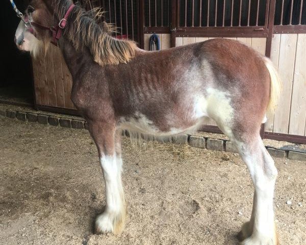 Pferd Unlimited Cherry Bomb (Clydesdale, 2018, von H.M.H. Rockin Bentley)