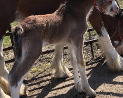 horse Unlimited Bonny Lass (Clydesdale, 2019, from H.M.H. Rockin Bentley)