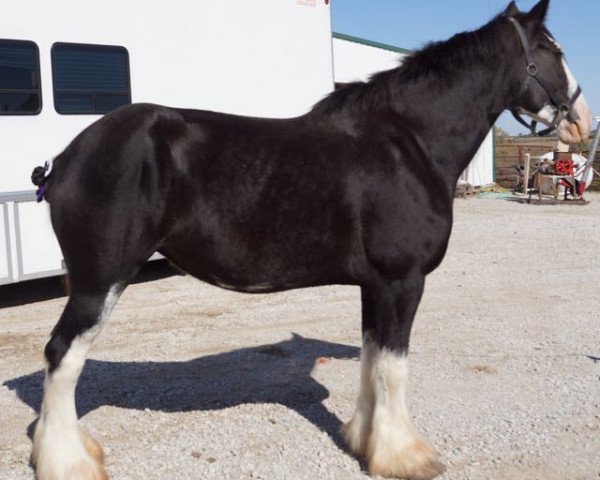 Zuchtstute Zorra Highland Midnight Melody (Clydesdale, 2007, von Doura Rising Star)