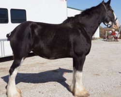 broodmare Zorra Highland Midnight Melody (Clydesdale, 2007, from Doura Rising Star)