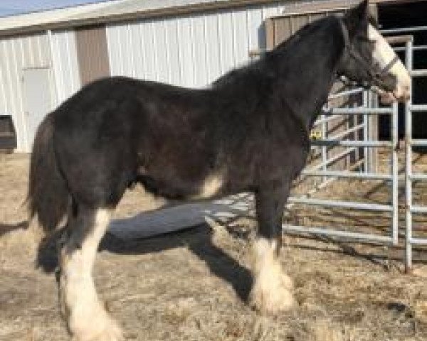 horse Unlimited Black Chrome (Clydesdale, 2016, from Y Knaught Laird Andrew)