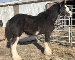 Pferd Unlimited Black Chrome (Clydesdale, 2016, von Y Knaught Laird Andrew)