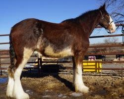 Pferd Unlimited Awesome (Clydesdale, 2016, von H.M.H. Rockin Bentley)