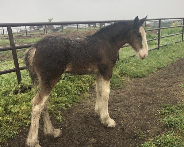 Pferd Unlimited American Pride (Clydesdale, 2020, von H.M.H. Rockin Bentley)