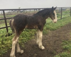 horse Unlimited American Pride (Clydesdale, 2020, from H.M.H. Rockin Bentley)