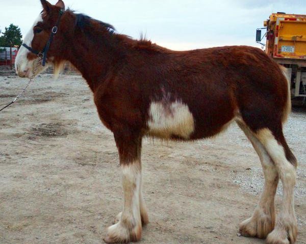 horse Bentley's Unlimited Lady Ella (Clydesdale, 2015, from H.M.H. Rockin Bentley)