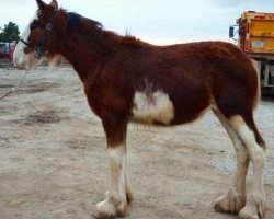 Pferd Bentley's Unlimited Lady Ella (Clydesdale, 2015, von H.M.H. Rockin Bentley)