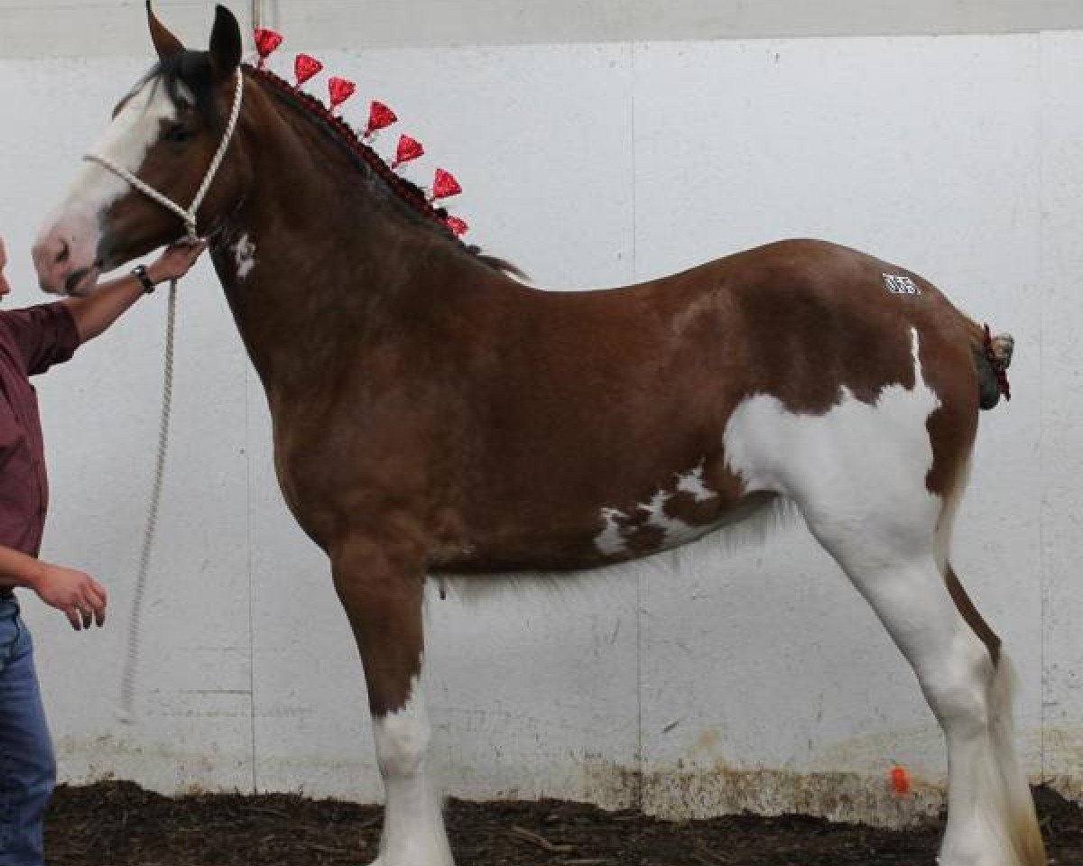 Zuchtstute Stoney Knoll Torr's Cashmere (Clydesdale, 2011, von Torrs Buster)