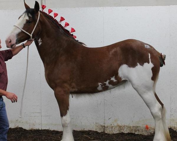 Zuchtstute Stoney Knoll Torr's Cashmere (Clydesdale, 2011, von Torrs Buster)