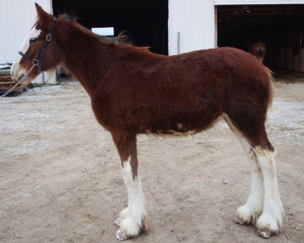 Pferd Bentley's Unlimited Class (Clydesdale, 2015, von H.M.H. Rockin Bentley)