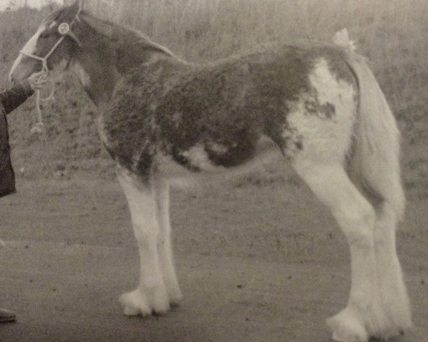 Zuchtstute Garleton Betty (Clydesdale, 2005, von Doura Above All)