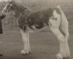 Zuchtstute Garleton Betty (Clydesdale, 2005, von Doura Above All)