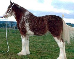 broodmare Downhill Heather II (Clydesdale, 2012, from Carnaff Ambassador)