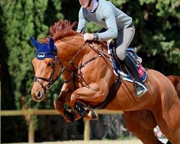 broodmare Baila du Loup (Selle Français, 2011, from Sandro Boy)