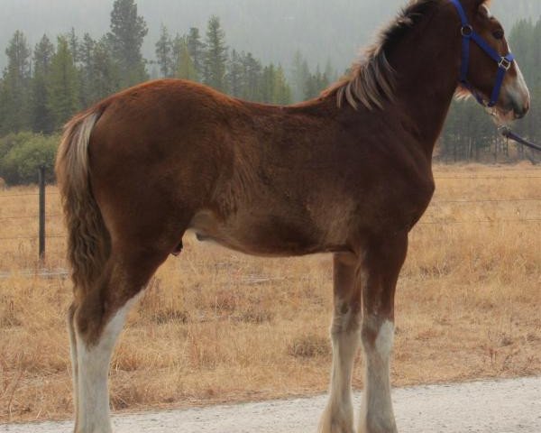 horse U Lazy Prospect's Scotty (Clydesdale, 2020, from Westerdale Prospect)