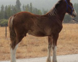 Pferd U Lazy Prospect's Scotty (Clydesdale, 2020, von Westerdale Prospect)