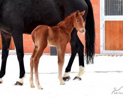 dressage horse For my Dreams (Oldenburg, 2021, from Bellany)