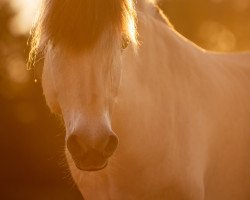 horse Orm (Fjord Horse, 2000, from Ohlsen)