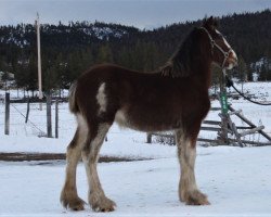 Pferd U Lazy V Prospect's Royal Aristocrat (Clydesdale, 2019, von Westerdale Prospect)