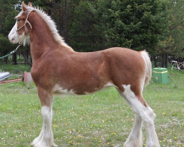 horse U Lazy V Prospect's Perfection (Clydesdale, 2017, from Westerdale Prospect)