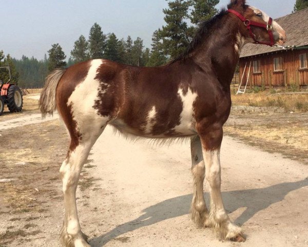 Pferd U Lazy V Prospect's Liberty (Clydesdale, 2017, von Westerdale Prospect)