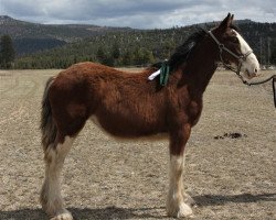 Pferd U Lazy V Prospect's Hope (Clydesdale, 2019, von Westerdale Prospect)