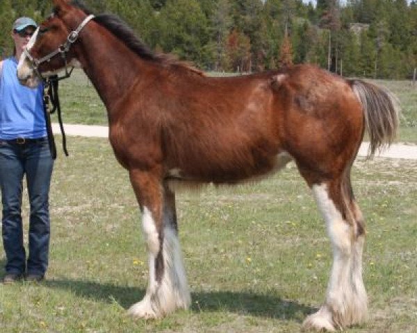 Pferd U Lazy V Prospect's Election (Clydesdale, 2018, von Westerdale Prospect)