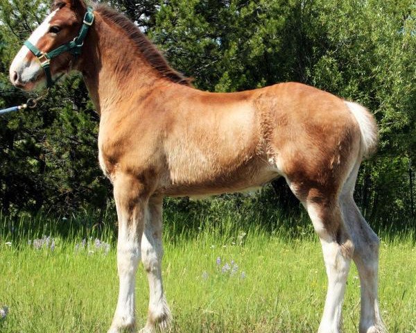 horse U Lazy V Prospect's Carmel (Clydesdale, 2016, from Westerdale Prospect)