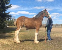 Pferd U Lazy V Kodak's Kodachrome (Clydesdale, 2018, von Cypress Creek Prince's Kodak Moment)