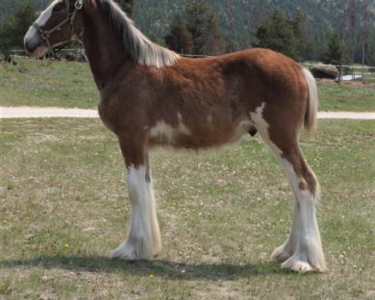 horse U Lazy V Kodak's Flash (Clydesdale, 2018, from Cypress Creek Prince's Kodak Moment)