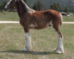 Pferd U Lazy V Kodak's Flash (Clydesdale, 2018, von Cypress Creek Prince's Kodak Moment)